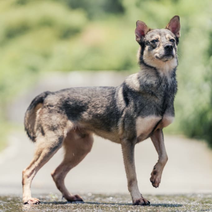 Photo of No. AAACG1101228002, Young · Male · Medium · Mixed breed
