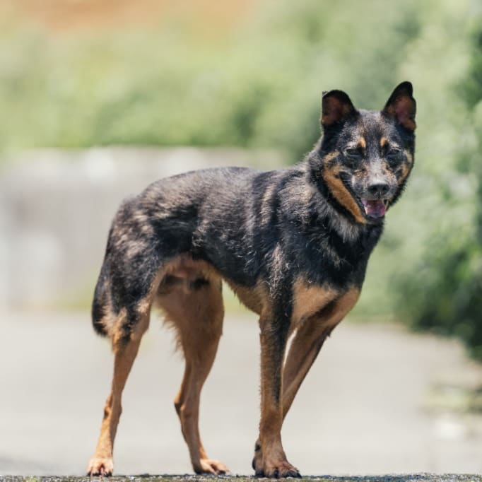 Photo of No. AAACG1110317001, Adult · Male · Medium · Mixed breed