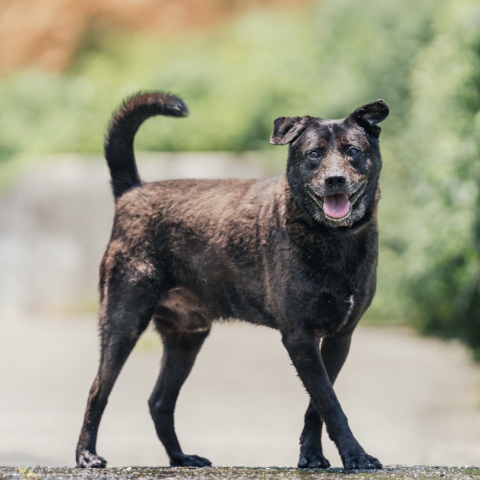 Photo of No. AAACG1070425003, Adult · Male · Medium · Mixed breed
