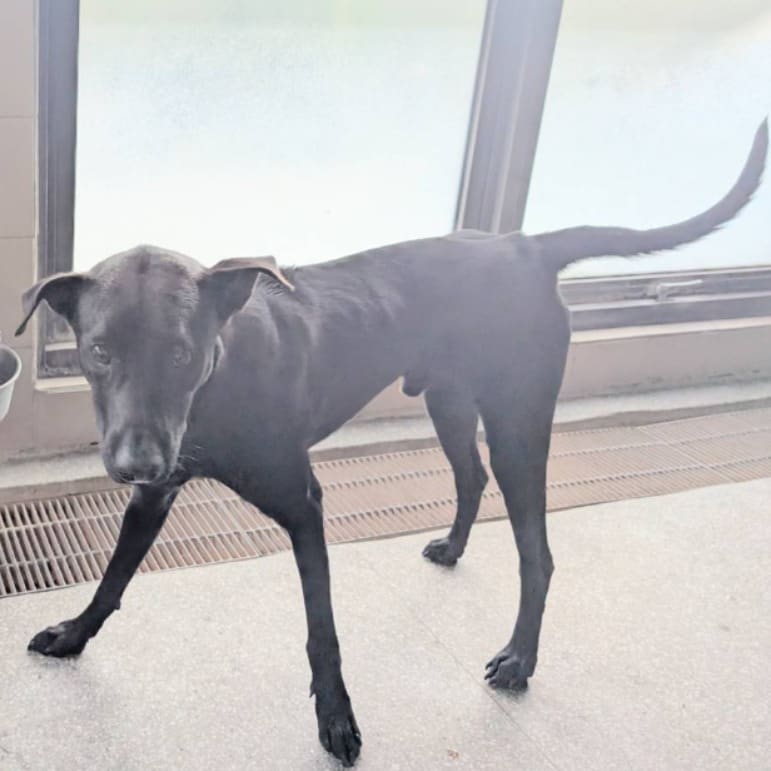 Photo of No. LAABG114012011, Adult · Male · Large · Mixed breed