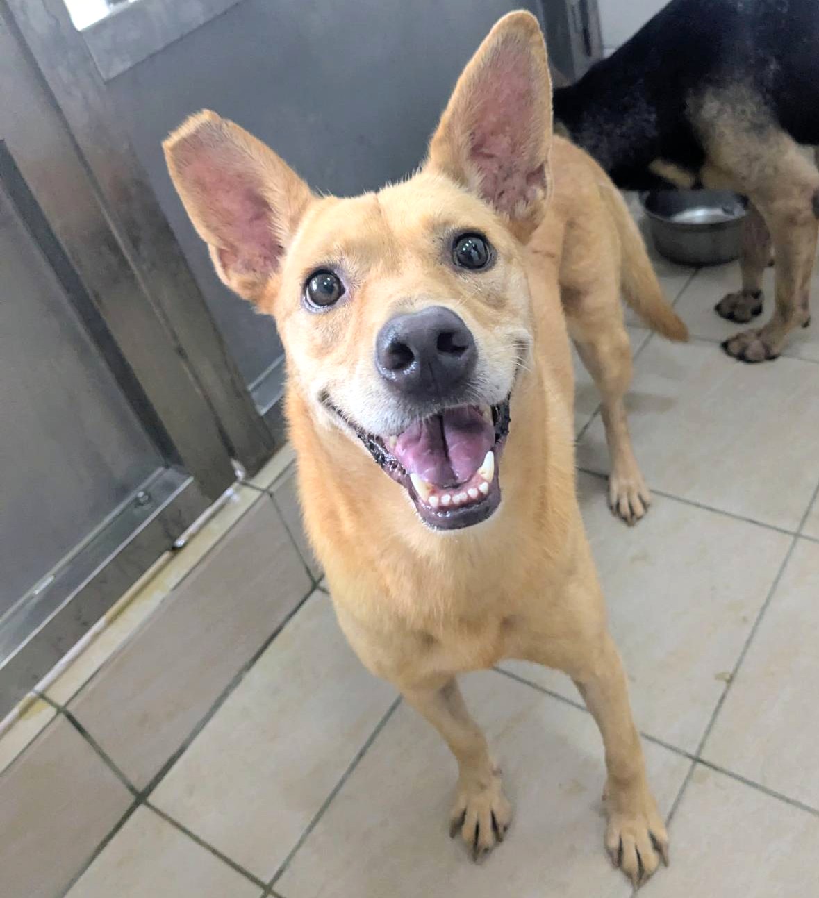 Tan adult female mixed-breed dog, Medium, shelter no. …2035