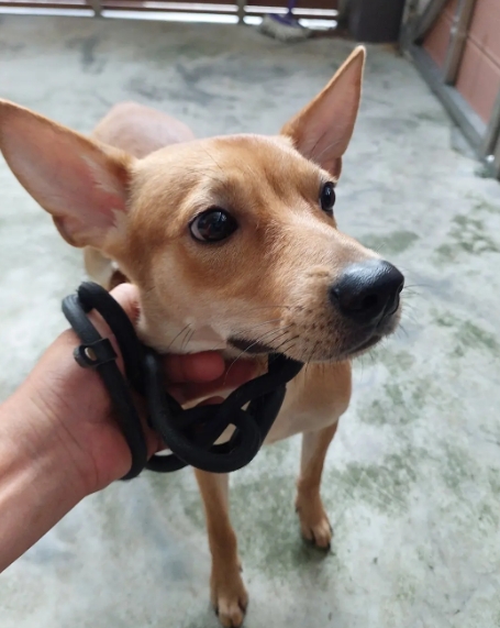 Photo of No. AAAHG1140905001, Adult · Female · Medium · Mixed breed