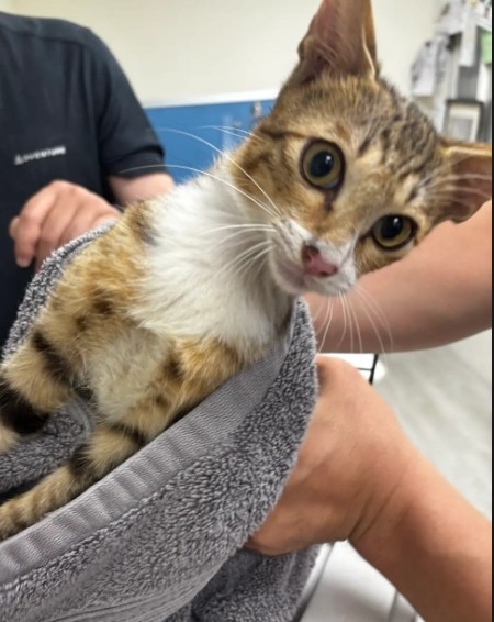 Tabby young female mixed-breed cat, Medium, shelter no. …5005