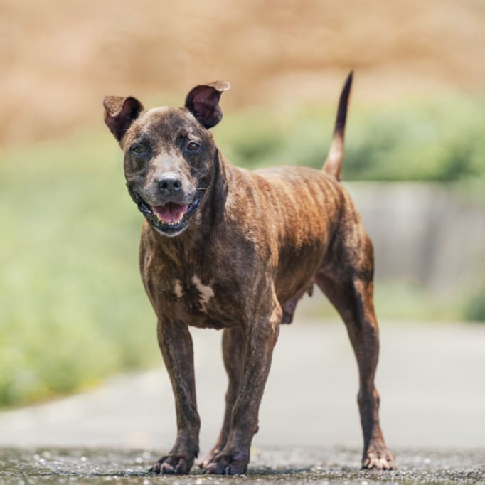 Tabby adult male American Pit Bull Terrier, Medium, shelter no. …3003