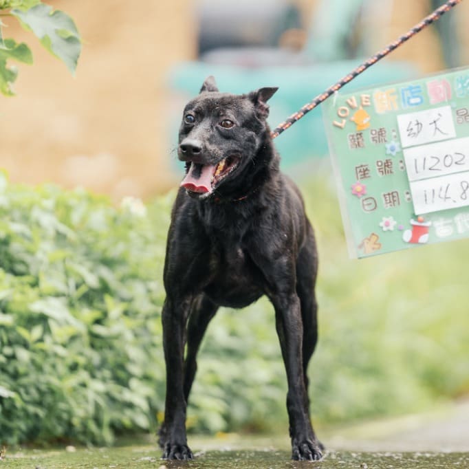 Photo of No. AAACG1120210002, Adult · Male · Medium · Mixed breed