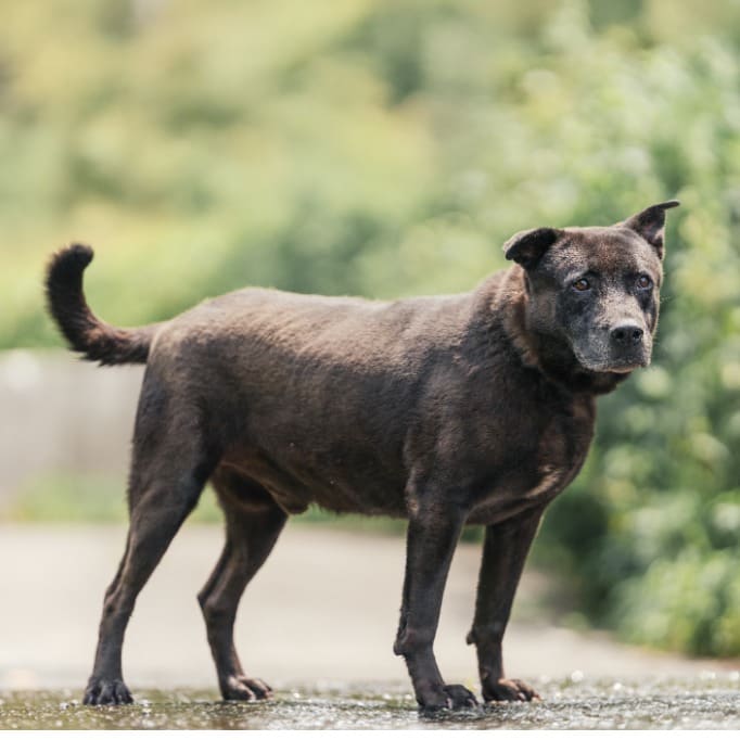 Photo of No. AAACG1111202001, Adult · Male · Medium · Mixed breed