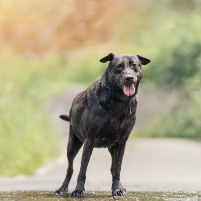 Black adult female mixed-breed dog, Large, shelter no. …1003