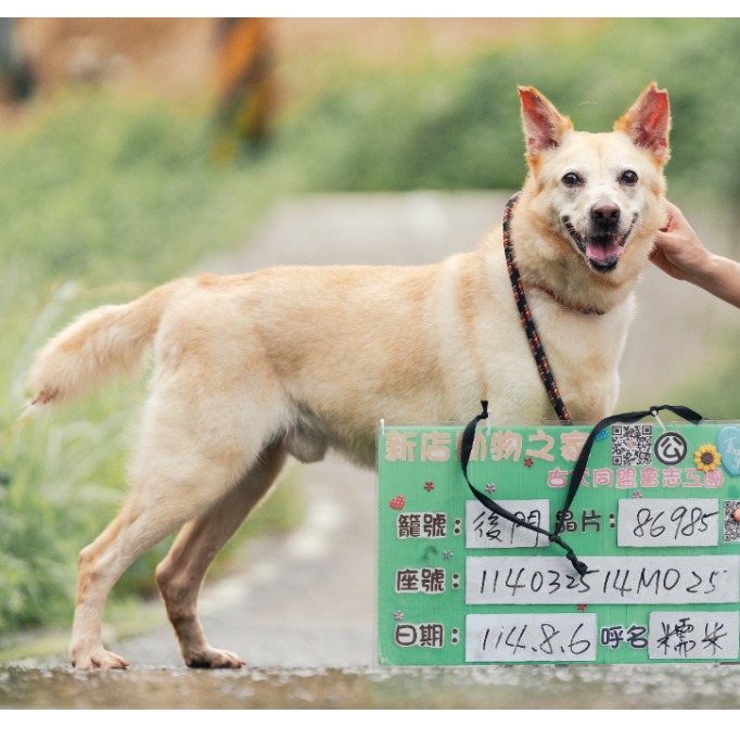 Photo of No. AAACG1140325002, Adult · Male · Medium · Mixed breed