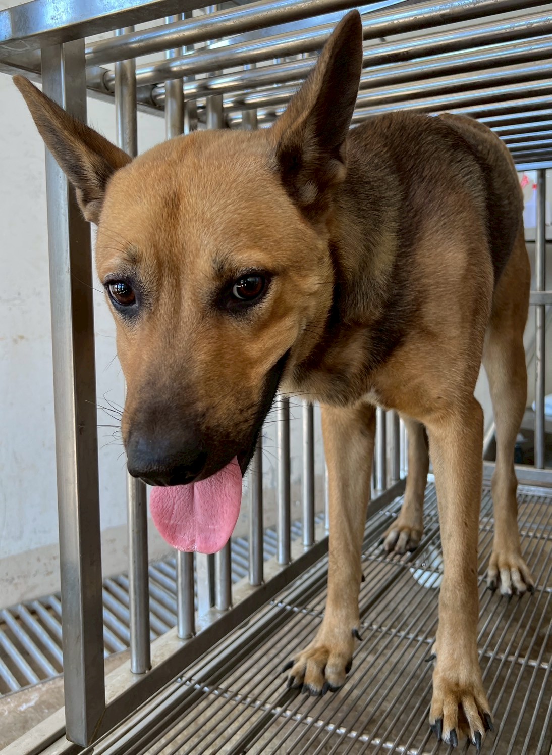 Photo of No. OAAAG1140905008, Adult · Male · Medium · Mixed breed