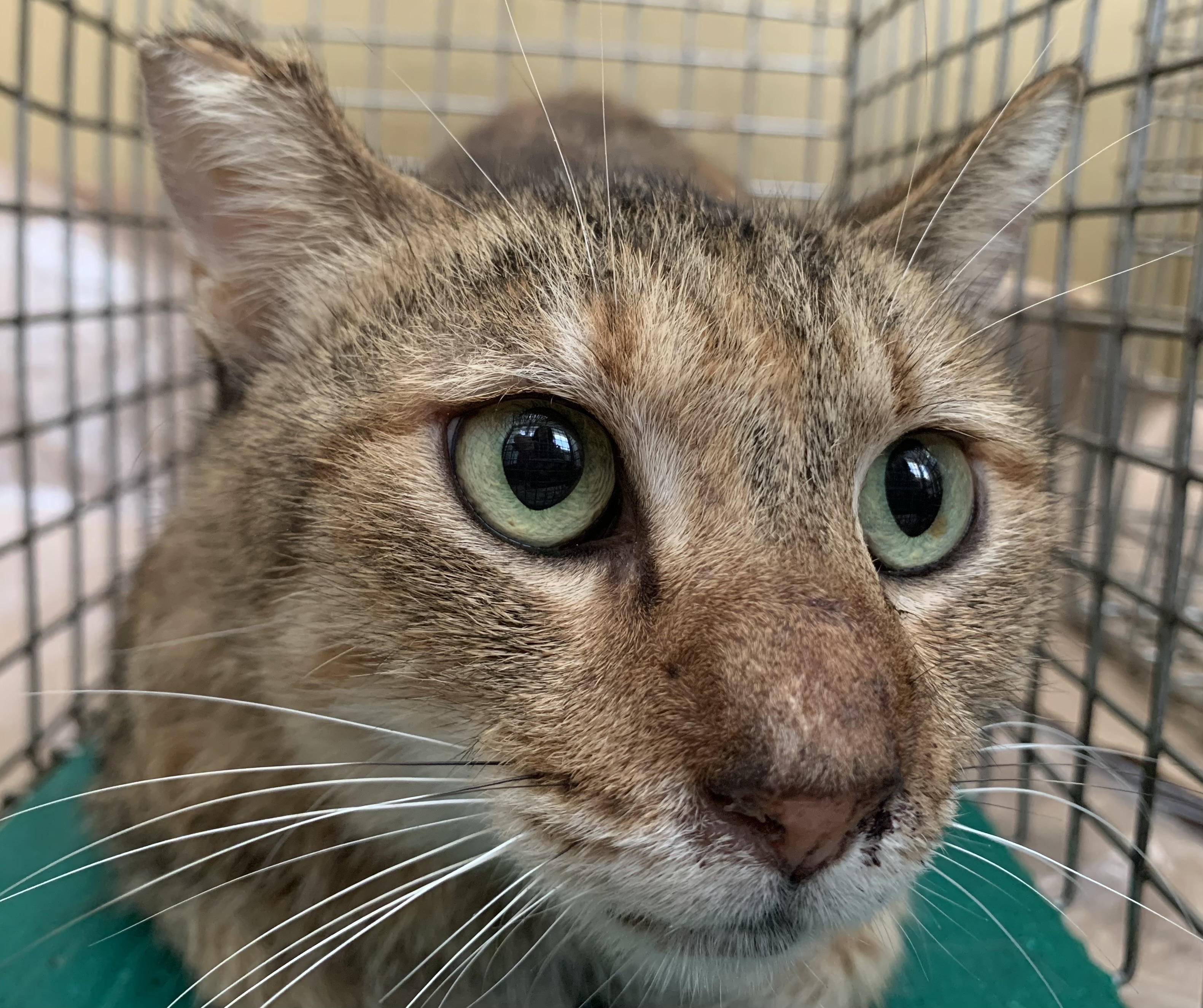 Photo of No. VAAAG114090503, Adult · Female · Small · Mixed breed