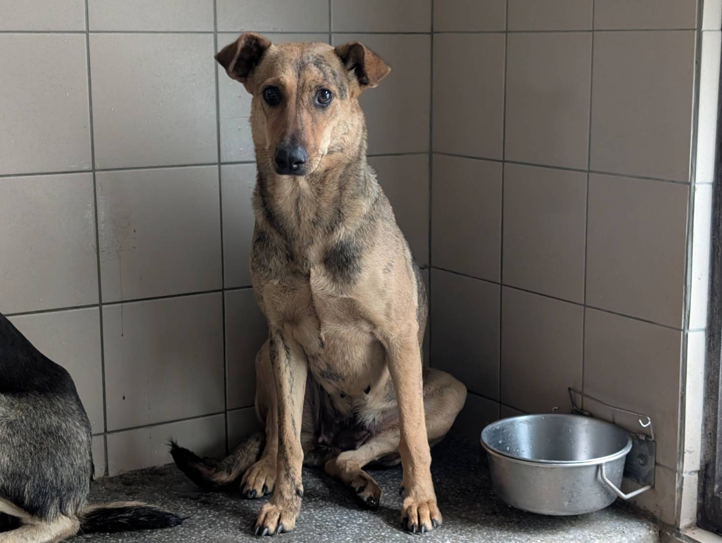 Photo of No. LAABG114040112, Adult · Female · Large · Mixed breed