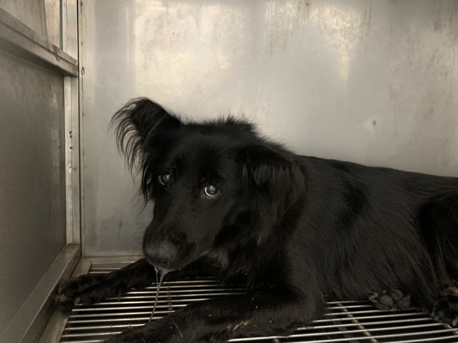 Photo of No. VAAAG114090608, Adult · Female · Medium · Mixed breed