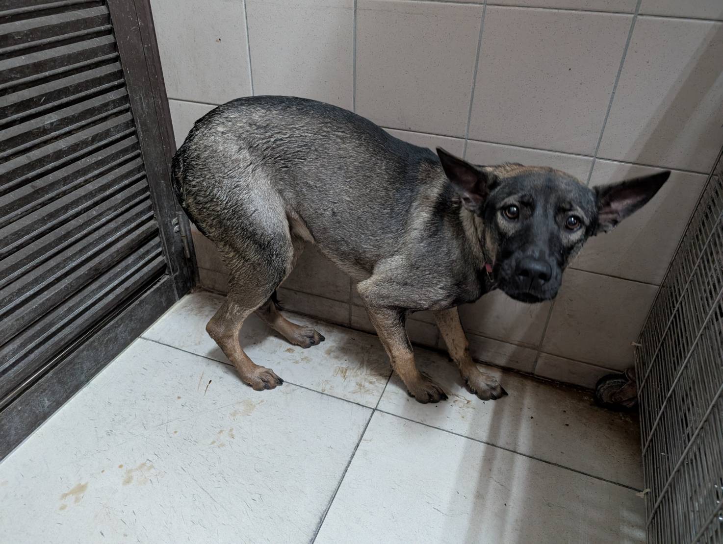 Gray adult female mixed-breed dog, Large, shelter no. …1410