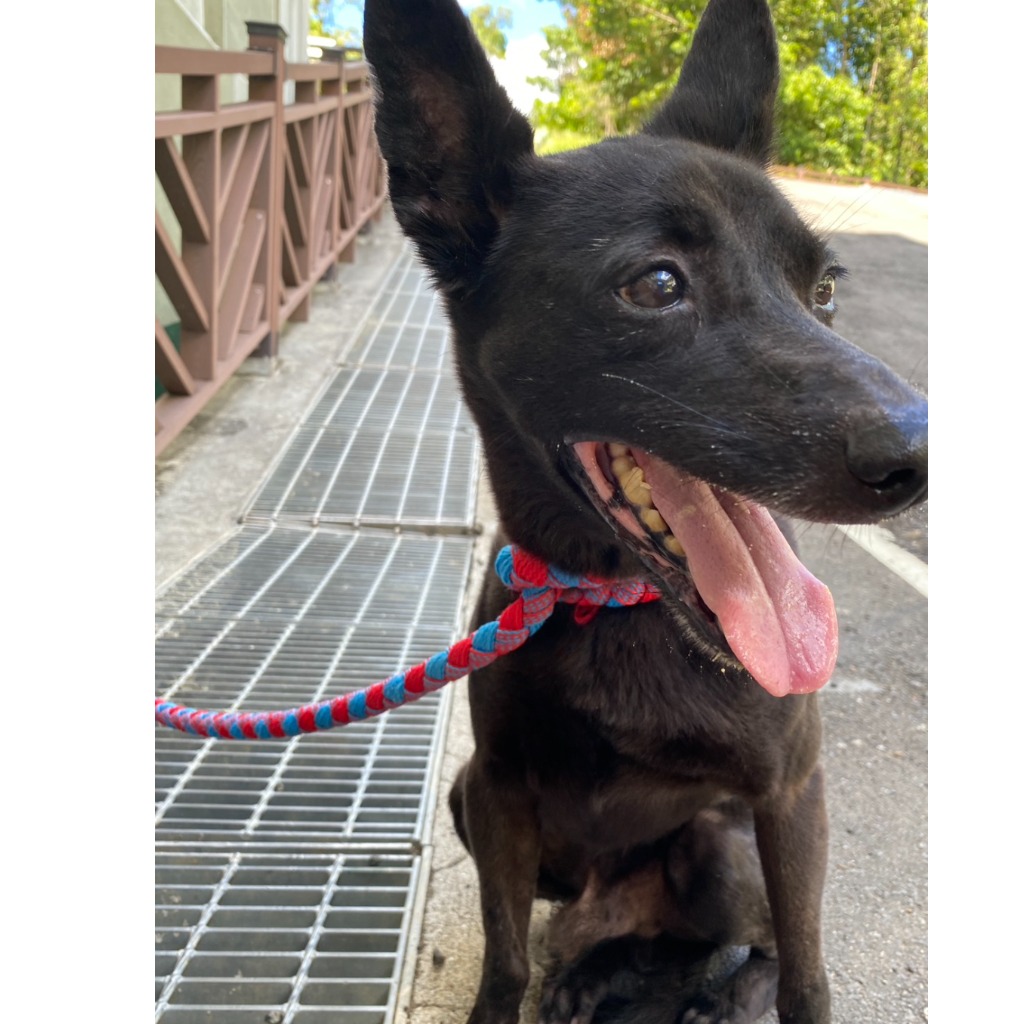 Photo of No. QAAAG1140601001, Adult · Male · Medium · Mixed breed