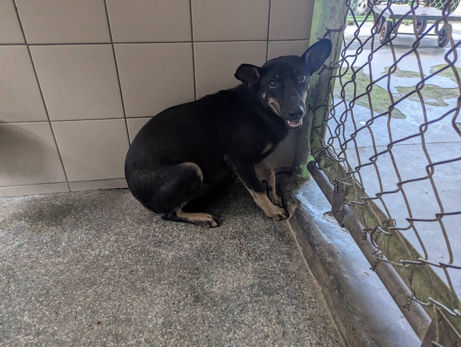 Black adult female mixed-breed dog, Large, shelter no. …2502