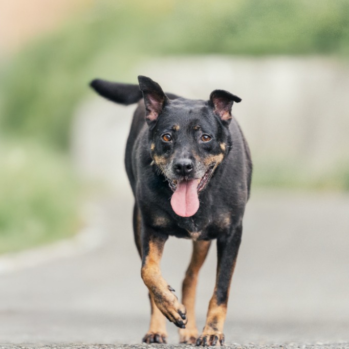 Photo of No. AAACG1070510005, Adult · Female · Medium · Mixed breed