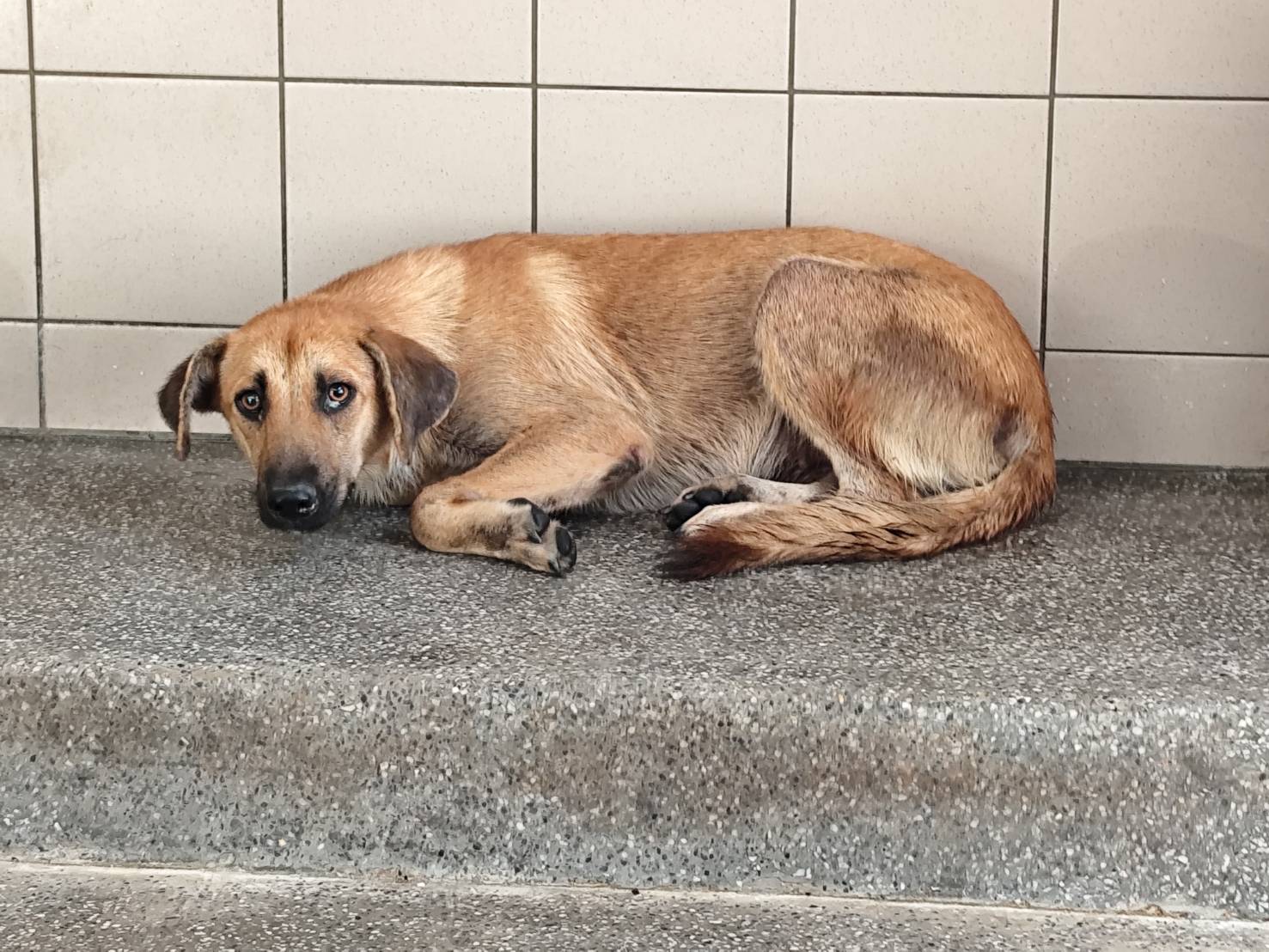 Photo of No. LAABG114062604, Adult · Female · Large · Mixed breed