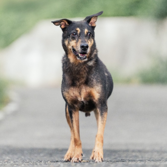 Photo of No. AAACG1070820003, Adult · Male · Medium · Mixed breed