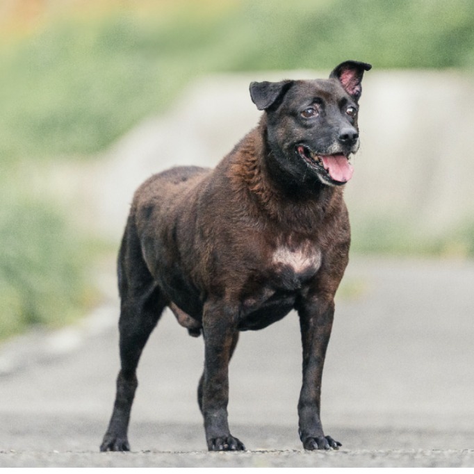 Photo of No. AAACG1070510019, Adult · Female · Large · Mixed breed