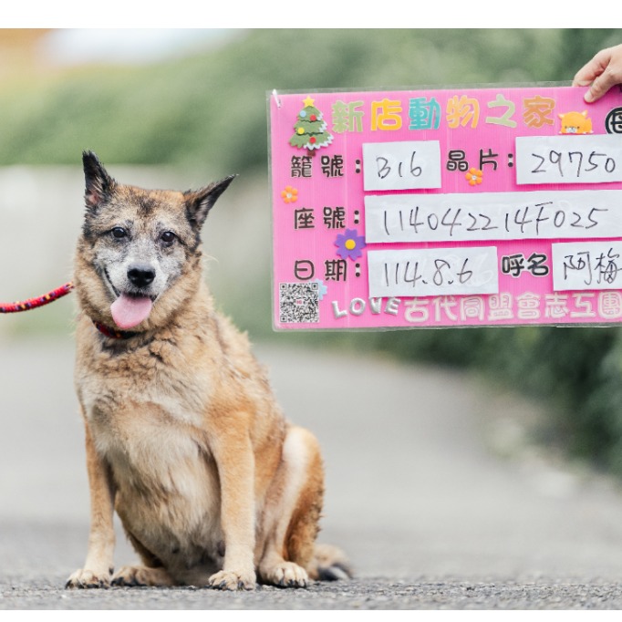 Photo of No. AAACG1140422004, Adult · Female · Medium · Mixed breed