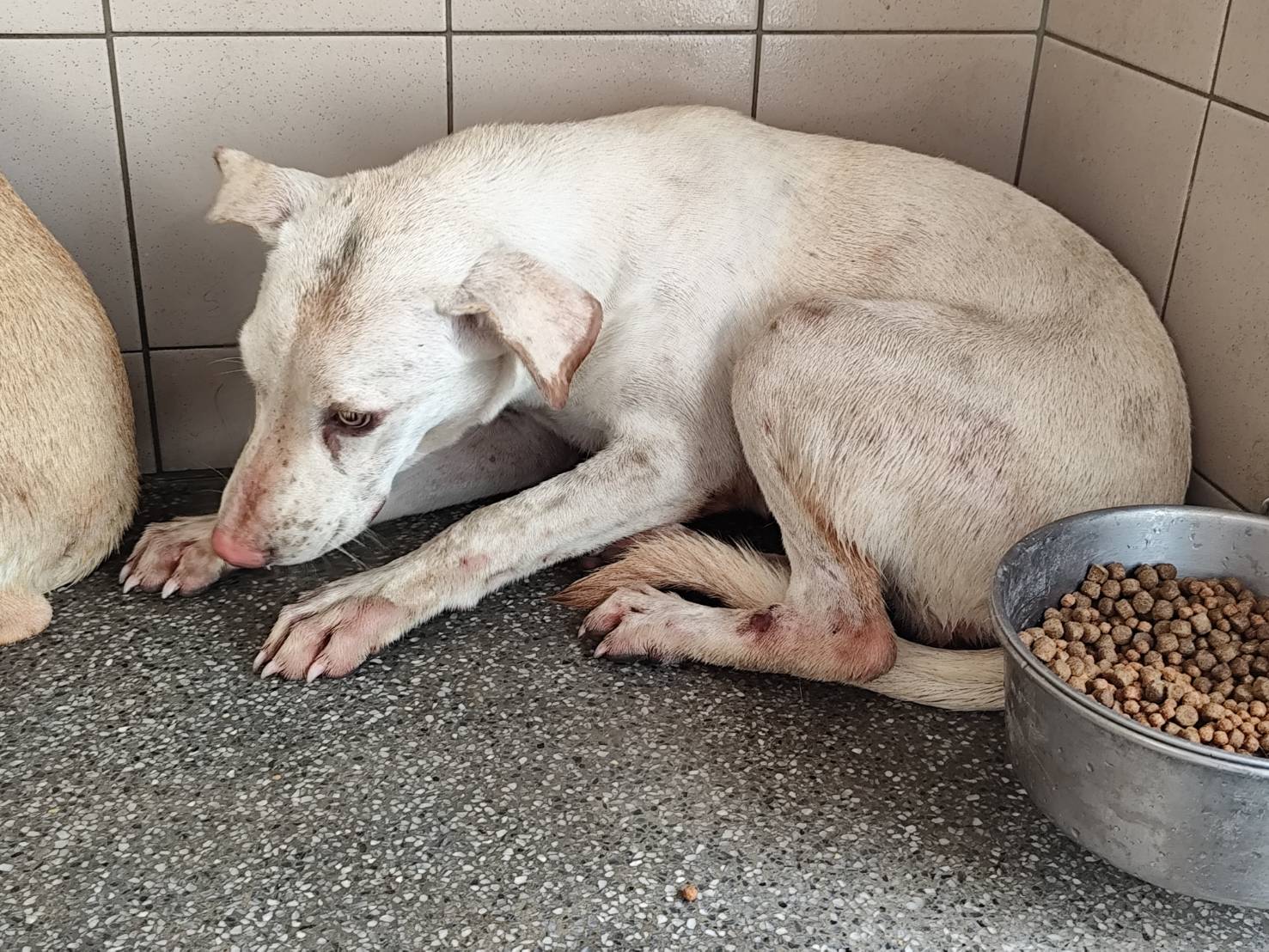 White adult female mixed-breed dog, Large, shelter no. …2708