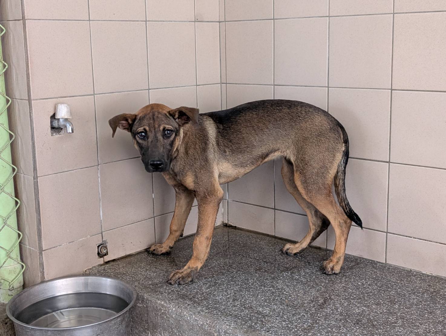 Brown adult female mixed-breed dog, Large, shelter no. …0709