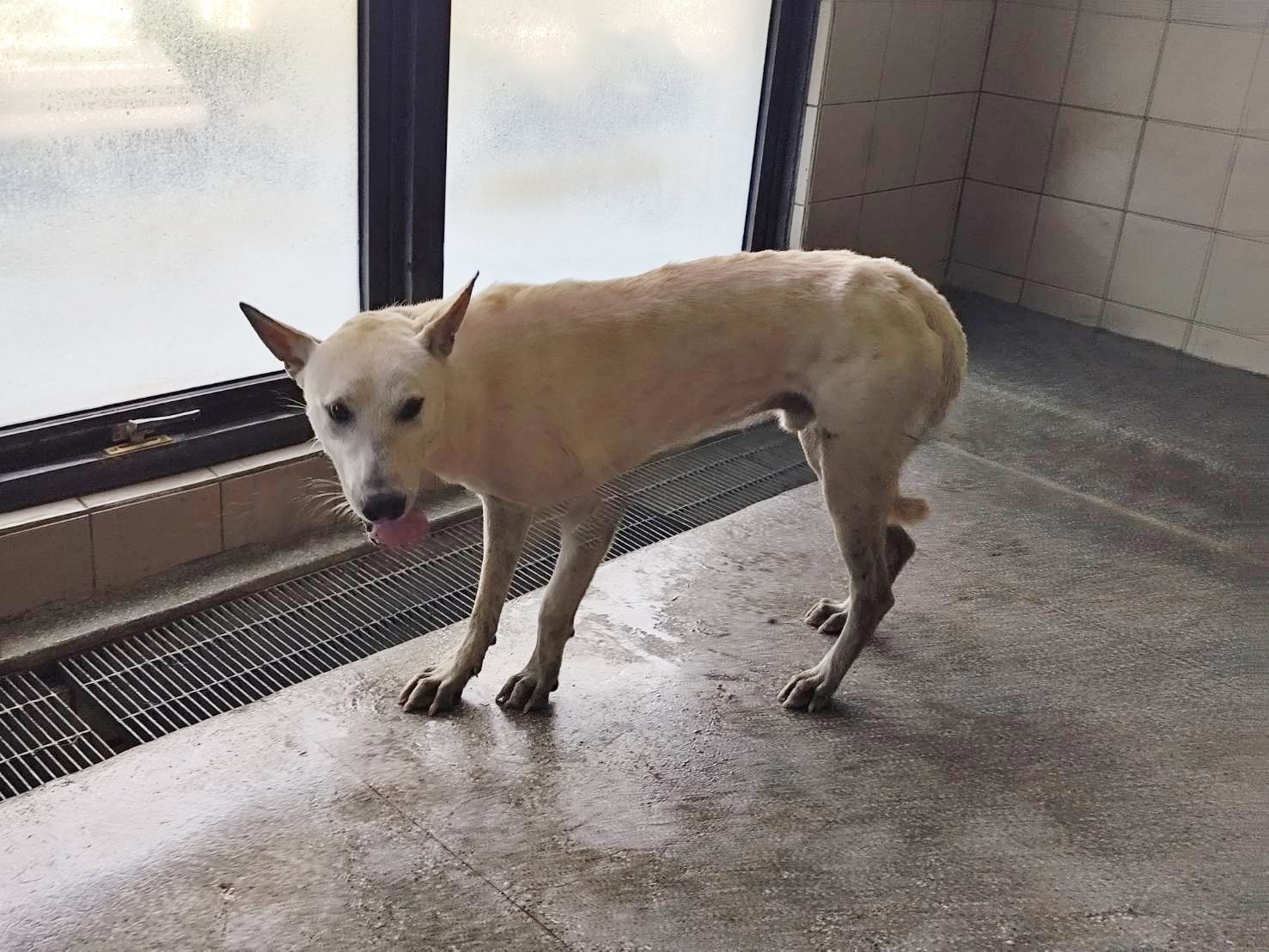 Photo of No. LAABG114062704, Adult · Male · Large · Mixed breed