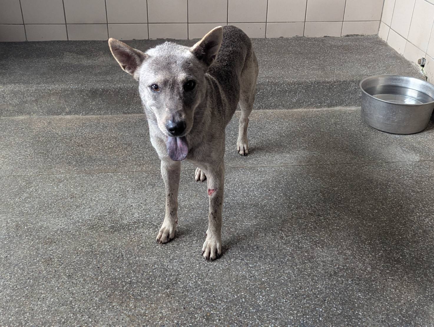 Photo of No. LAABG114061902, Adult · Male · Large · Mixed breed