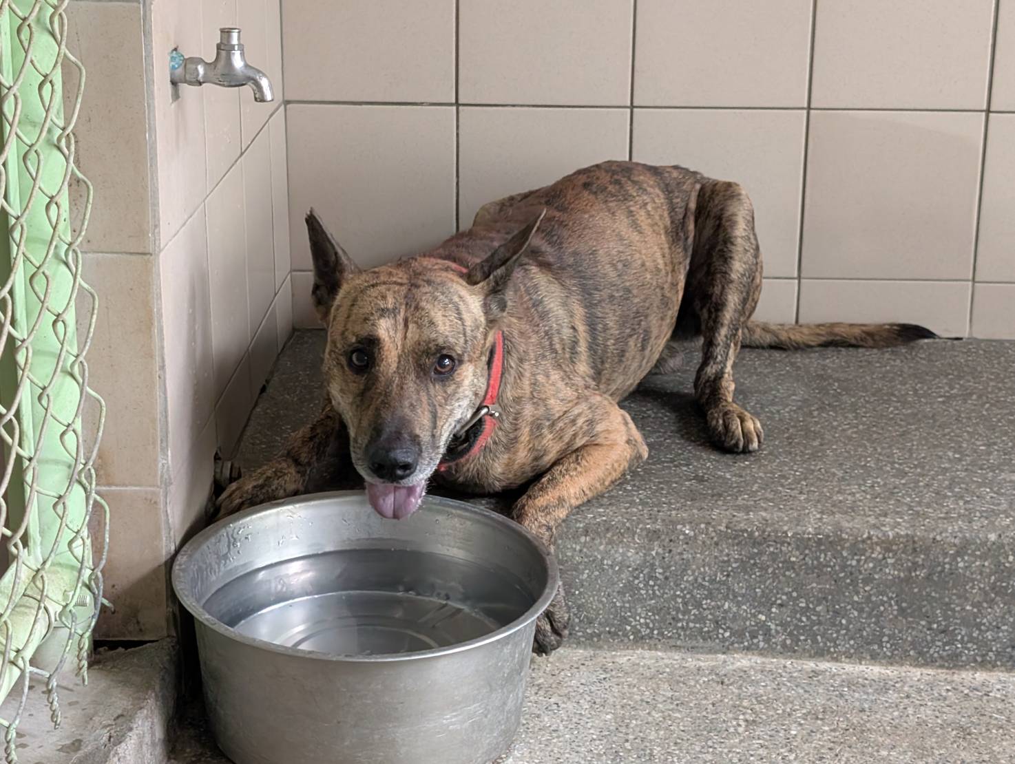 Photo of No. LAABG114090801, Adult · Male · Large · Mixed breed