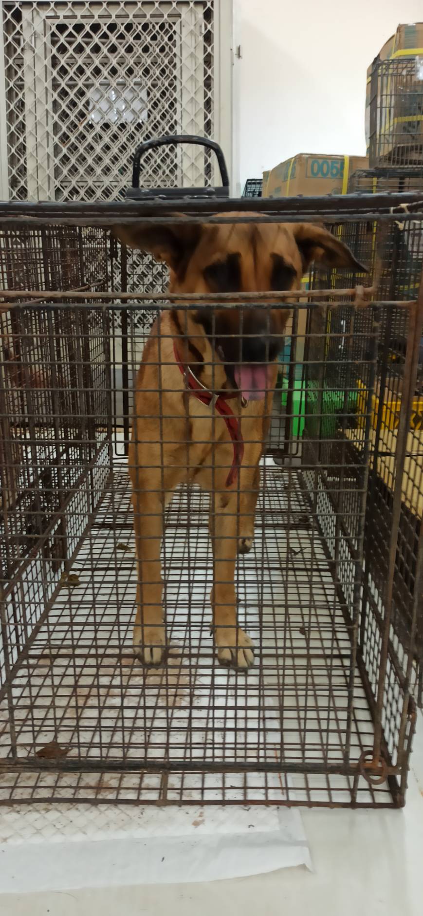 Tan adult female mixed-breed dog, Medium, shelter no. …0D03