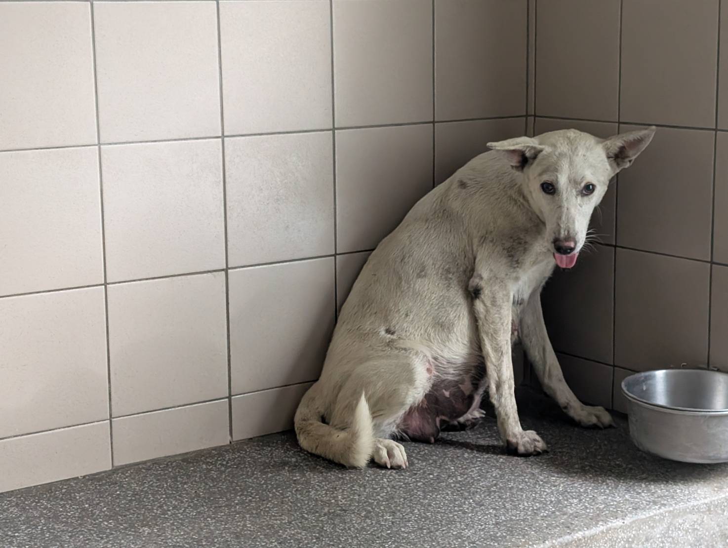 Photo of No. LAABG114041701, Adult · Female · Large · Mixed breed