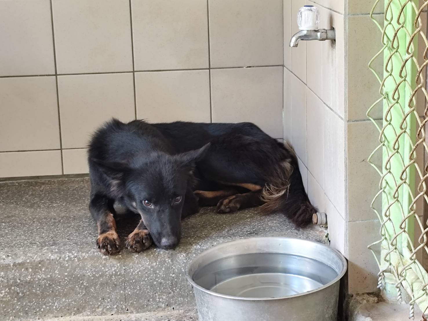 Photo of No. LAABG114090905, Adult · Female · Large · Mixed breed