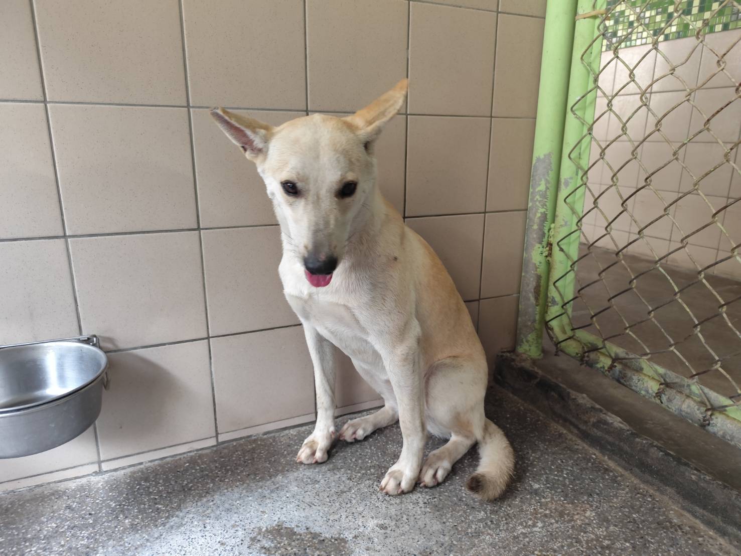 Photo of No. LAABG114042601, Adult · Female · Large · Mixed breed