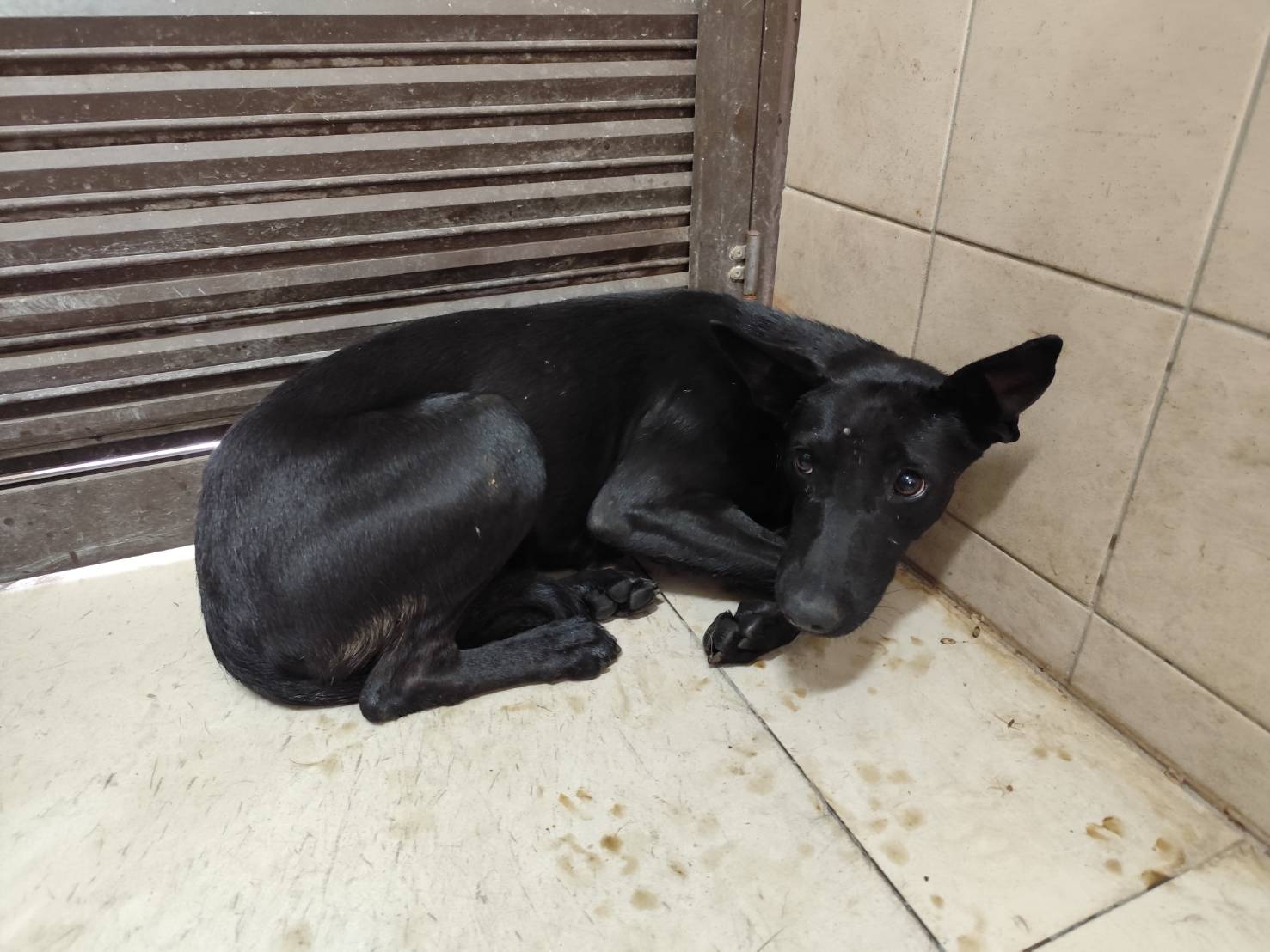 Black adult female mixed-breed dog, Large, shelter no. …0703