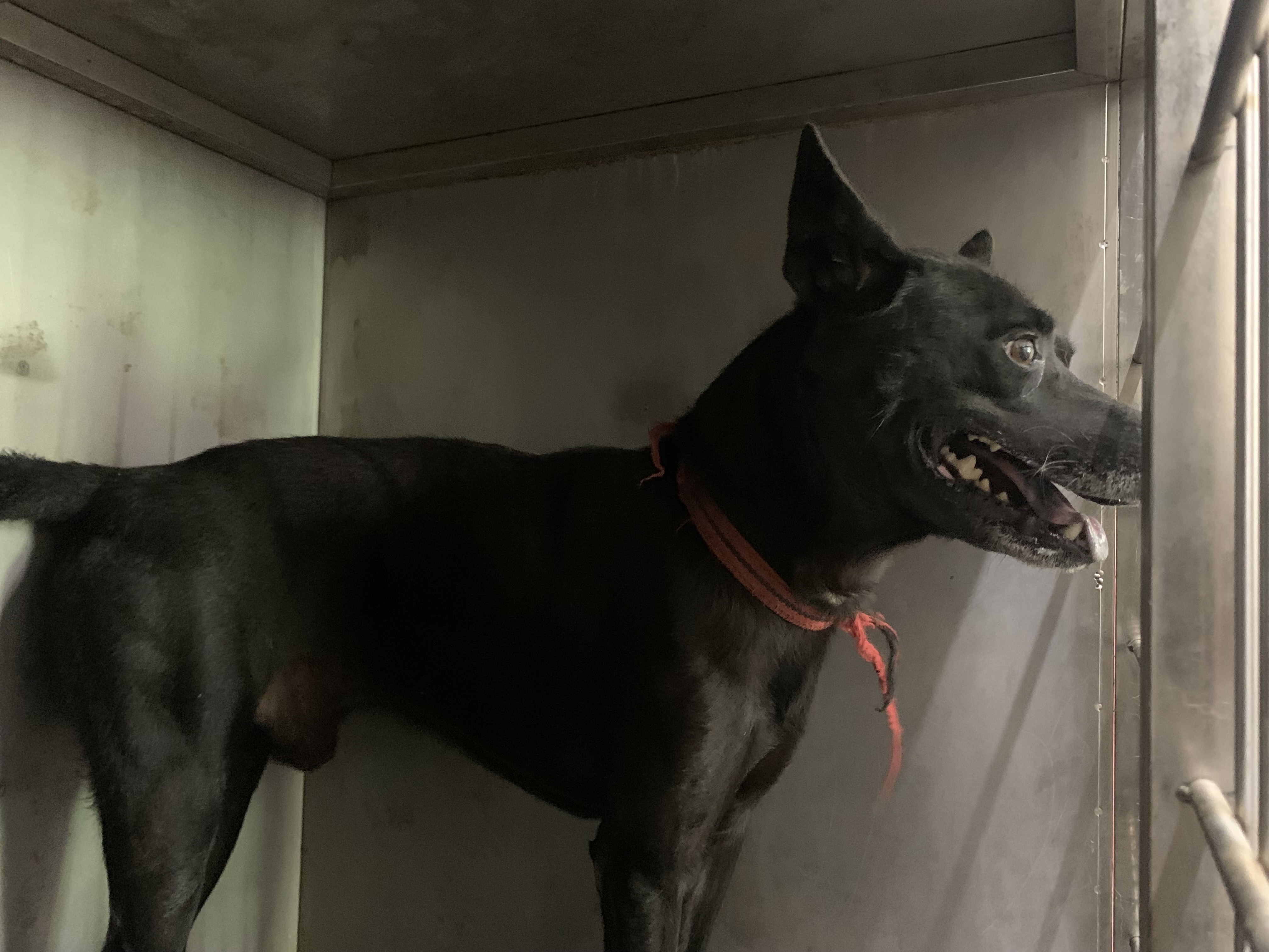 Photo of No. VAAAG114091302, Adult · Male · Medium · Mixed breed