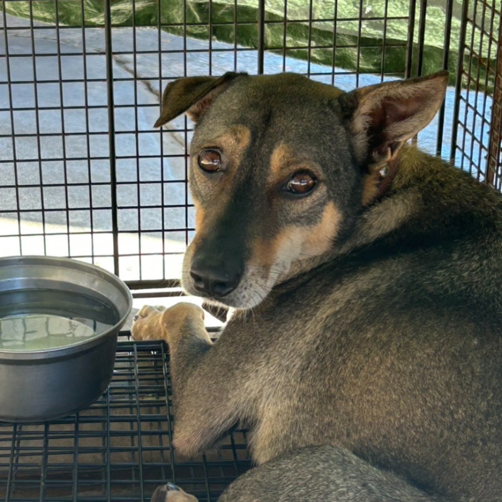 Photo of No. PAAAG1140822018, Adult · Male · Large · Mixed breed