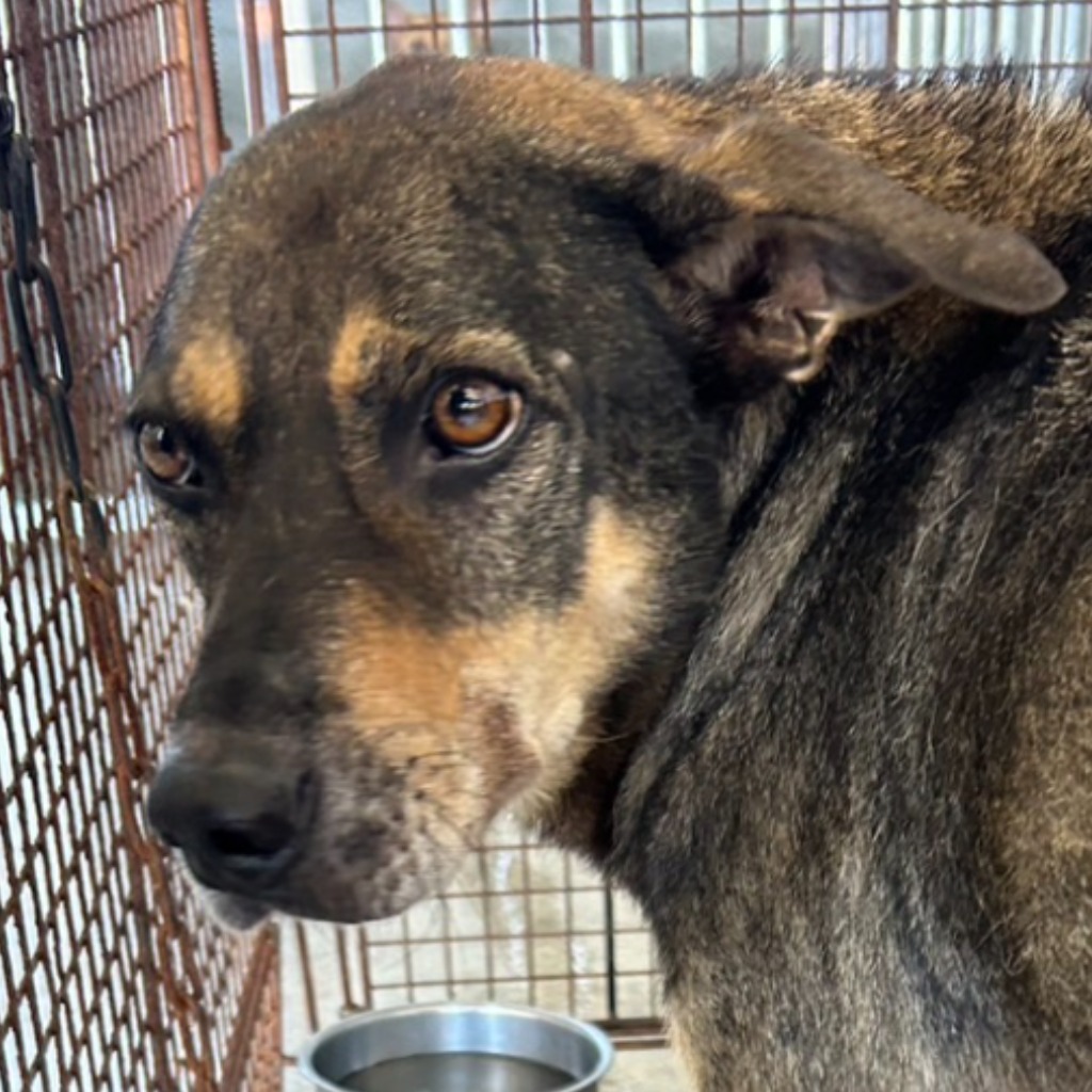 Black-and-tan adult male mixed-breed dog, Large, shelter no. …3001
