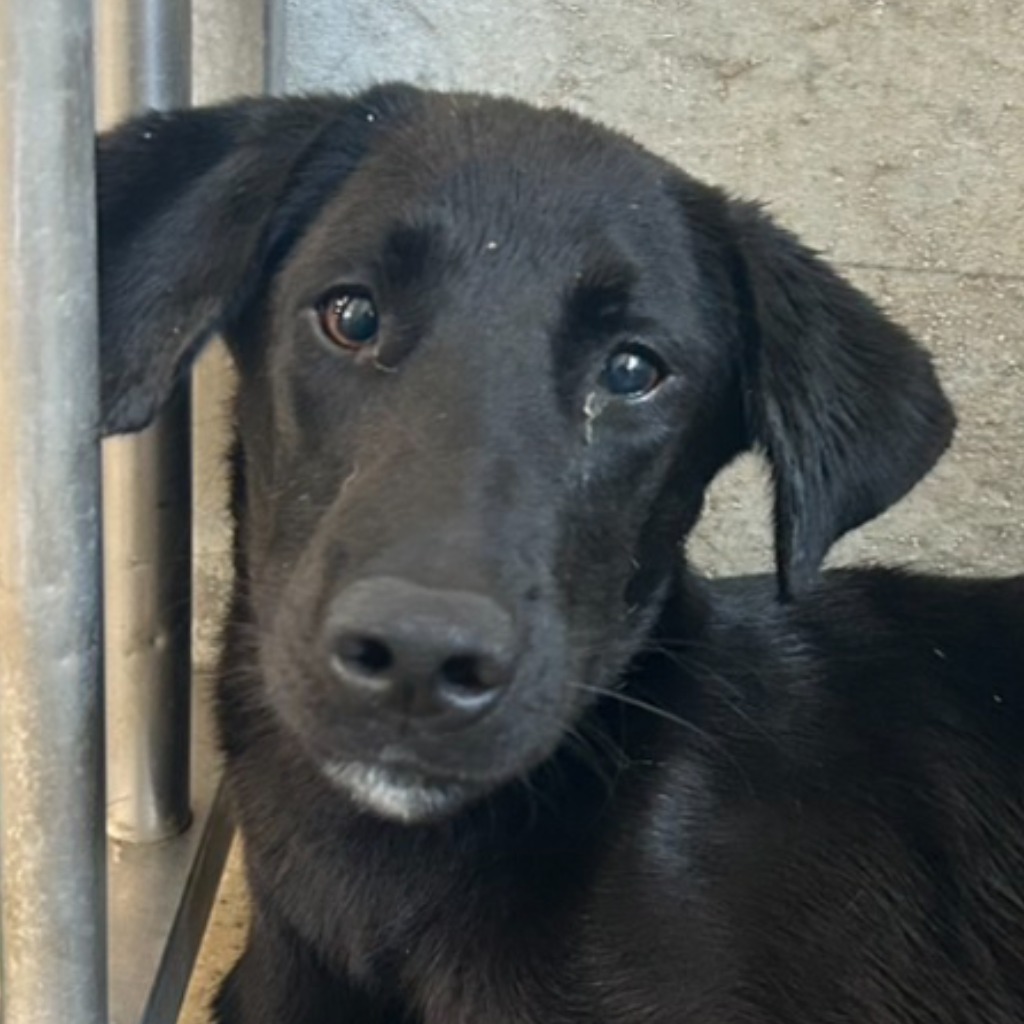 Photo of No. PAAAG1140910002, Adult · Male · Large · Mixed breed