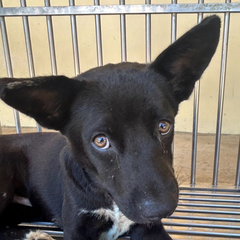 Photo of No. PAAAG1140910003, Adult · Male · Large · Mixed breed