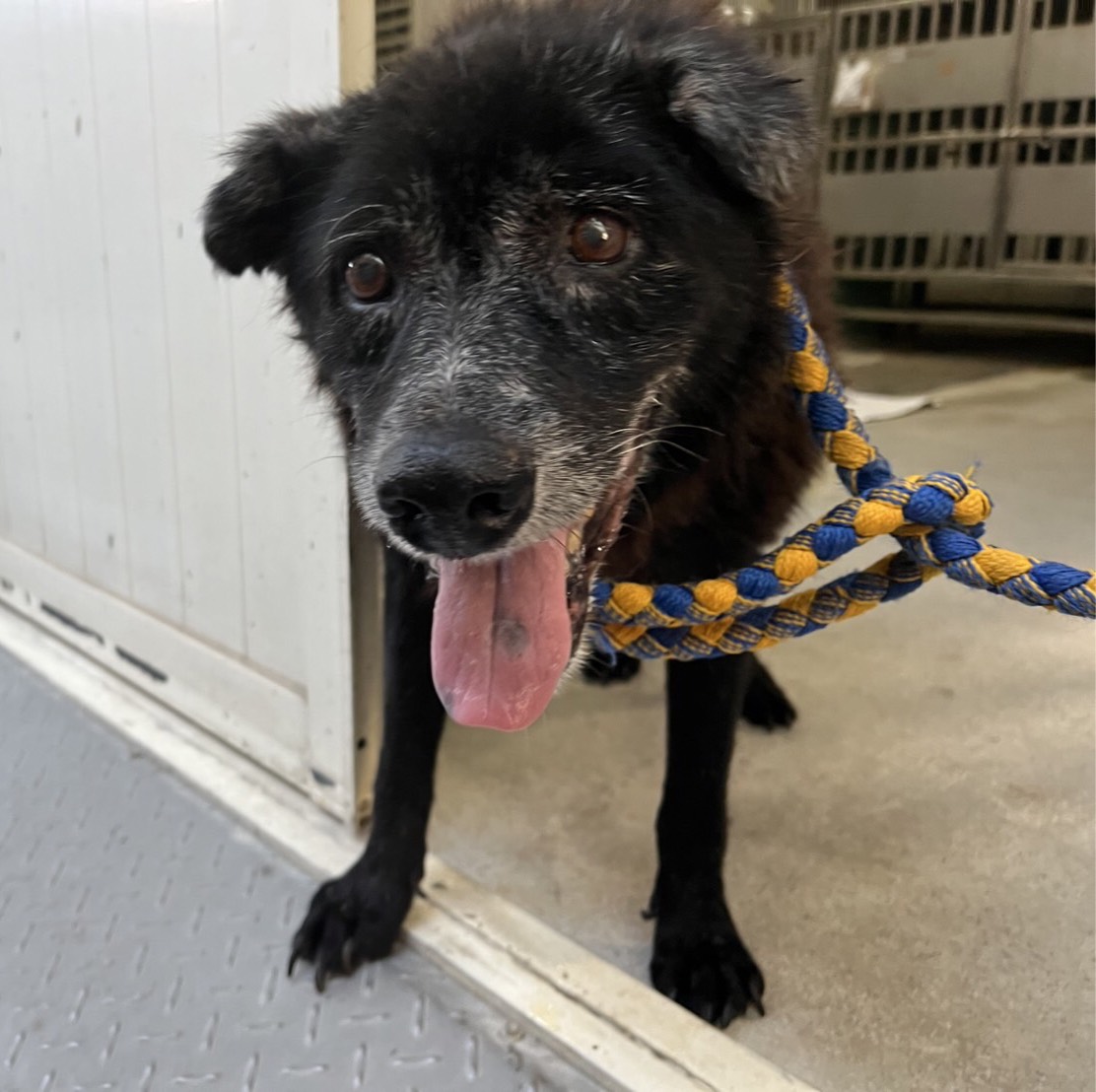 Photo of No. AAADG2025061101, Adult · Male · Medium · Mixed breed