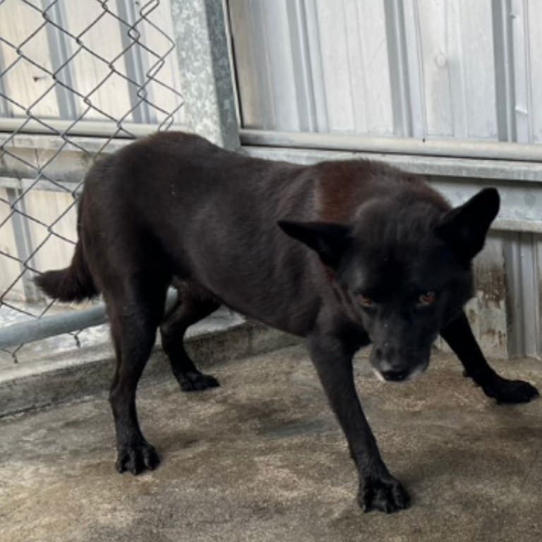 Photo of No. 106-B053D, Adult · Female · Large · Mixed breed