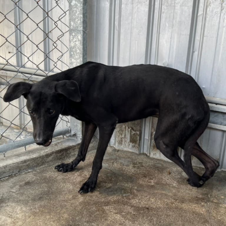 Photo of No. 109-H030D, Adult · Male · Large · Mixed breed
