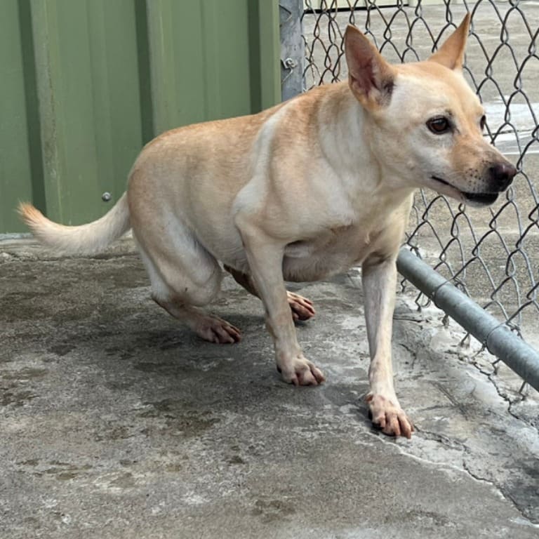 Photo of No. 109-J002D, Adult · Female · Large · Mixed breed
