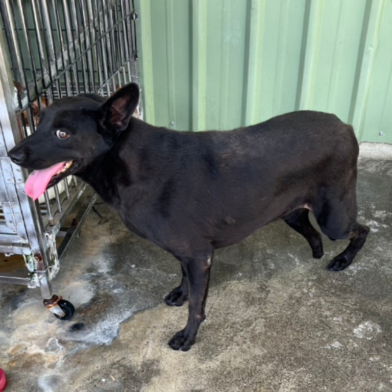 Photo of No. 108-M001D, Adult · Male · Large · Mixed breed