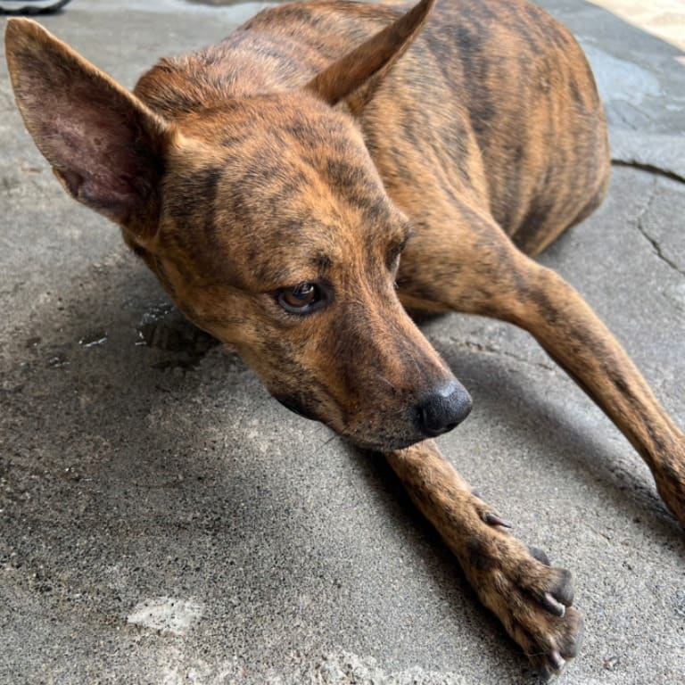 Photo of No. 110-H047D, Adult · Male · Large · Mixed breed