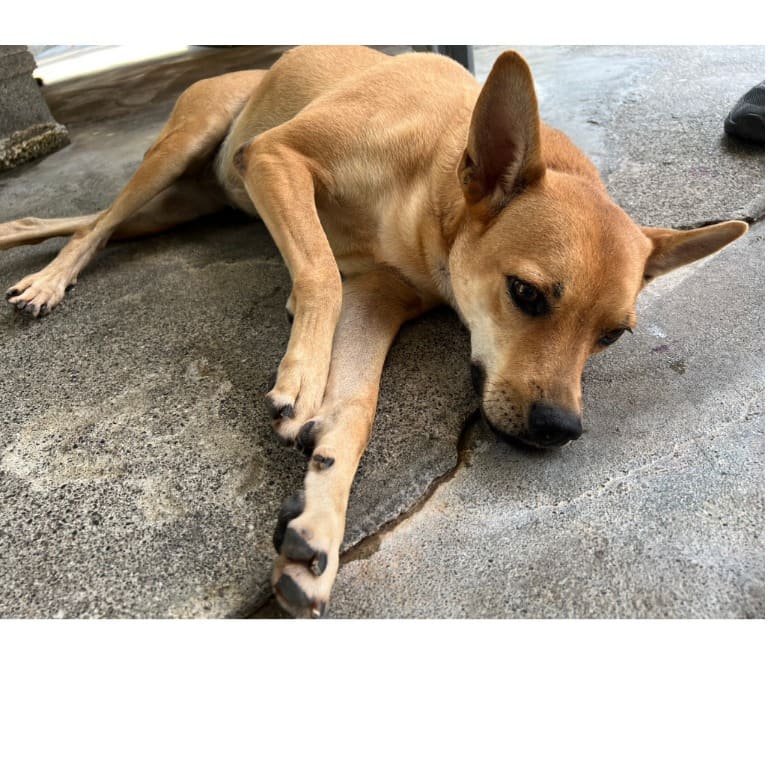 Photo of No. 110-H022D, Adult · Female · Large · Mixed breed