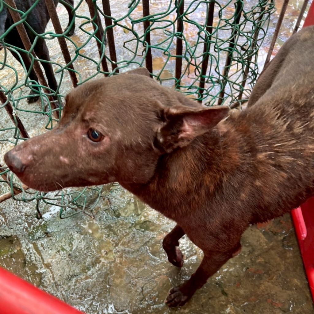 Photo of No. 111-H163D, Adult · Male · Large · Mixed breed