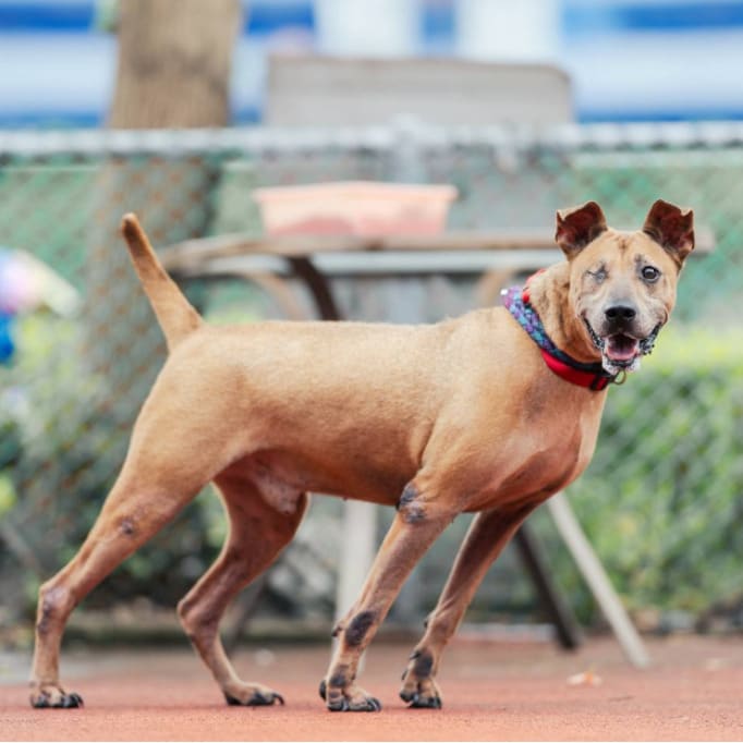 Brown adult male mixed-breed dog, Medium, shelter no. …2702