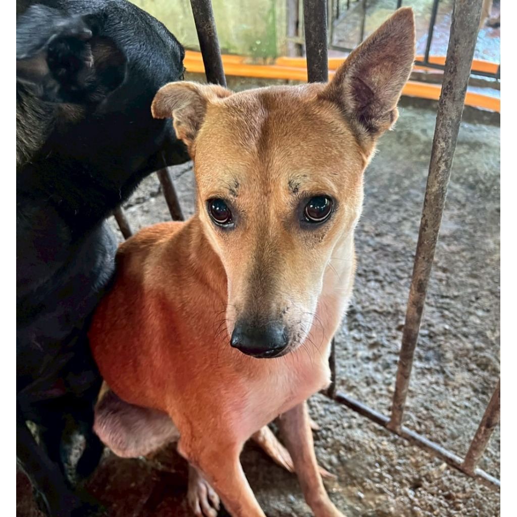 Photo of No. 107-K006D, Adult · Female · Large · Mixed breed