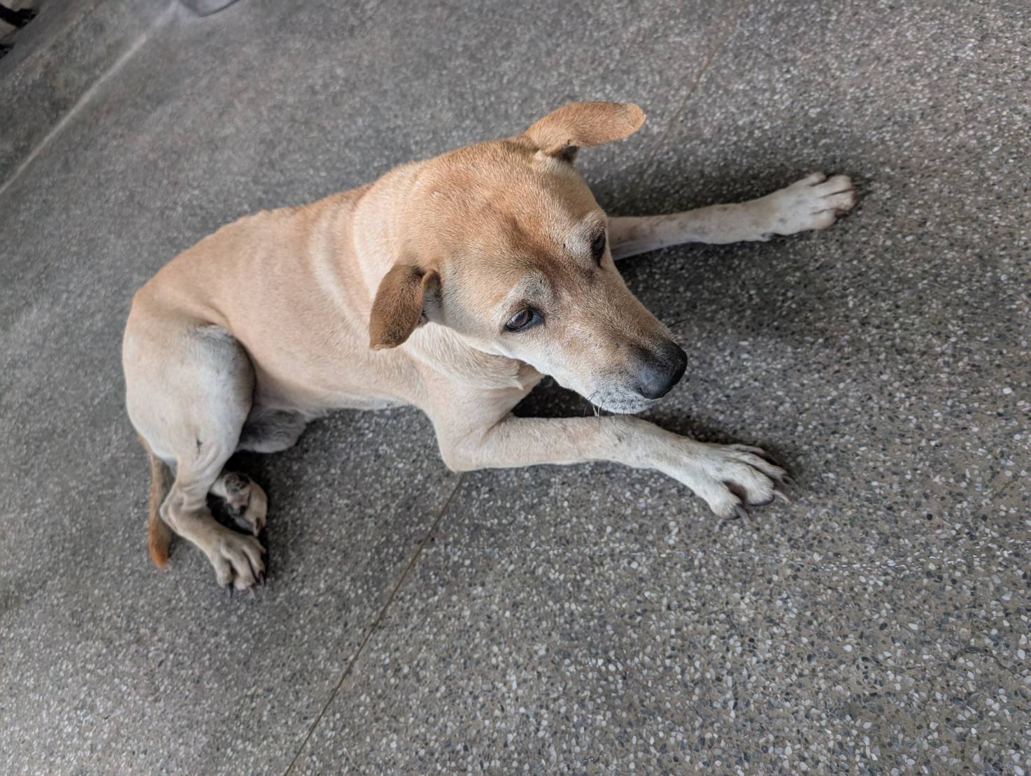 Photo of No. LAABG114012012, Adult · Male · Large · Mixed breed